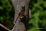 Swift River Cruiser (<em>Macromia illinoiensis</em>)