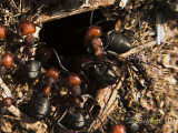 The Ants Go Marching III