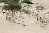Chaves Beach, Boa Vista