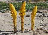 Chaves Beach, Boa Vista