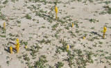 Chaves Beach, Boa Vista