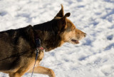 Kia in the snow