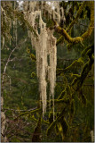 Hanging Lichens in the Rain Forest