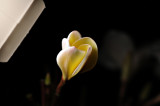DSC_5142FxShweb.jpg