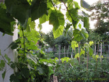 Ricci Garden