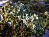 Lichen & Moss
