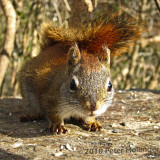 Close Encounter with a Red Squirrel