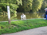 Peaches the fish eating dog godmanchester