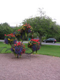Flowers in Inverness