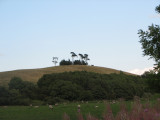 Trees on a hill