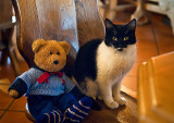 Hum ....... Do not make any mistake! I am NOT a male cat !
