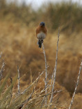 Eastern Bluebird