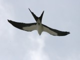 Swallow-tailed Kite