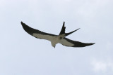 Swallow-tailed Kite