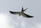 Swallow-tailed Kite