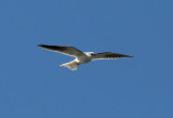 White-tailed Kite