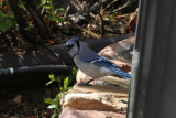 Blue Jay