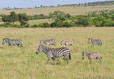 Grevys Zebras