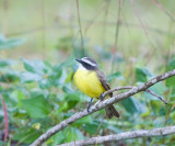 Social Flycatcher