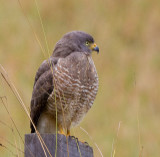 Roadside Hawk