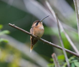 Stripe-Throated Hermit