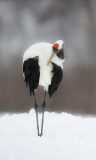 Japanese Red-crowned Crane