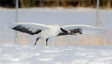 Japanese Red-crowned Crane