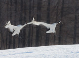 Japanese Red-crowned Crane