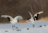 Japanese Red-crowned Crane