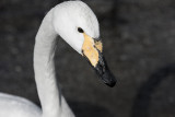 Whooper Swan
