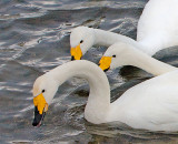 Whooper Swans