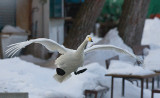 Whooper Swan landing
