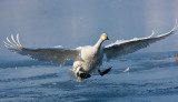 Whooper Swan landing
