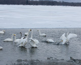 2.Swan fight between 2 groups