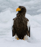 Stellers Sea Eagle