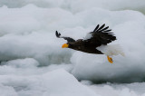 Stellers Sea Eagle