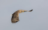 White-Tailed Sea Eagle