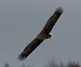 White-Tailed Sea Eagle