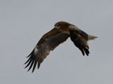 Black Kite in Flight