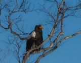 Stellers Sea Eagle on land