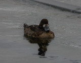 Tufted Duck,female