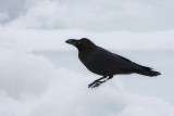 Large-billed Crows