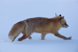 Japanese Red Fox
