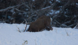 Sitka Deer goes down for food