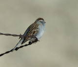 Chipping Sparrow