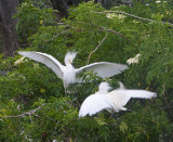 Snowy Egret fighting