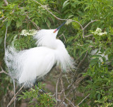 Snowy Egret in breeding plumage