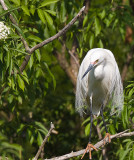 Snowy Egret
