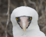 Nazca Booby