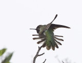 Annas Hummingbird with tail spread